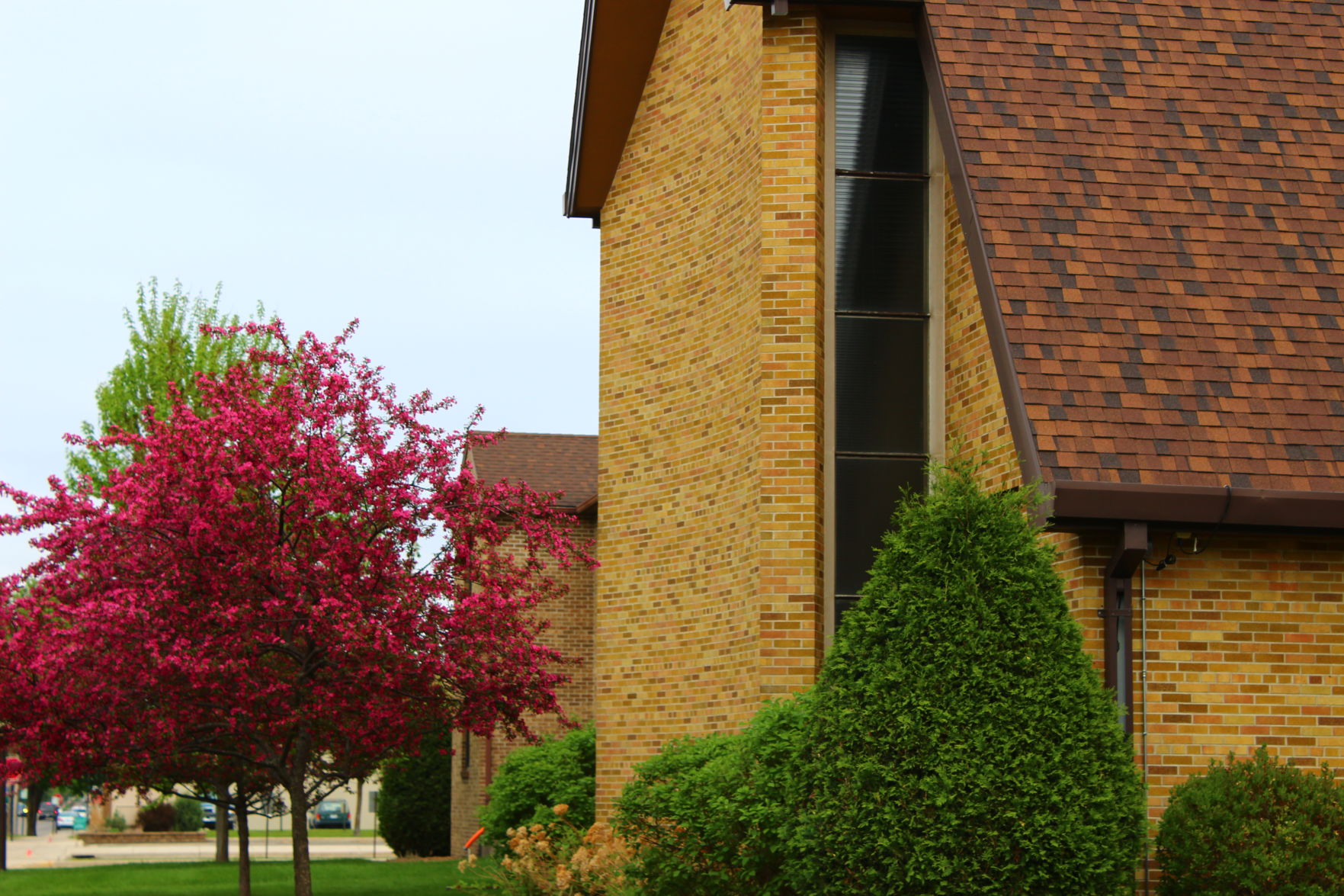 Apple Blossoms of Alexandria